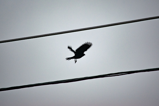 Crow flying through power lines.