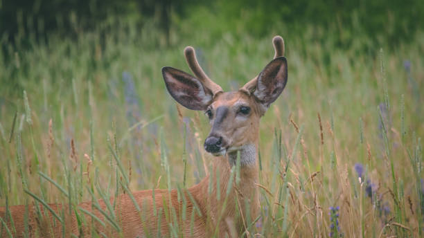 istock Young deer in the meadow. 1166392888