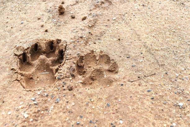 istock dog foot print on ground for background 1166393004