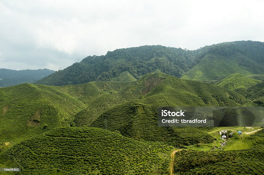 茶プランテーション - なだらかな起伏のある地形のロイヤリティフリーストックフォト