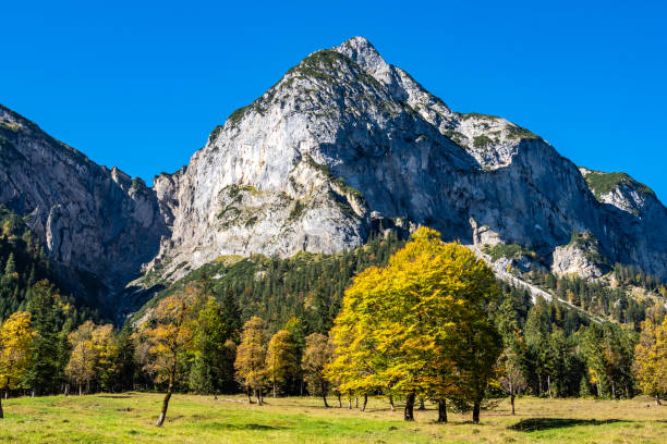 istock maple trees at Ahornboden, Karwendel mountains, Tyrol, Austria 1166393311