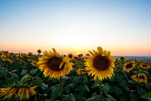 istock sunflowers in Istanbul at sunset 1166394368