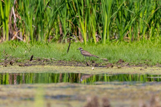 istock The killdeer (Charadrius vociferus) looking for food in a swamp. 1166394593