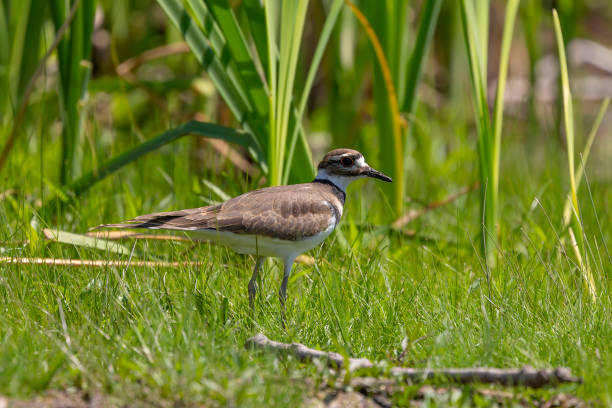 istock The killdeer (Charadrius vociferus) looking for food in a swamp. 1166394595