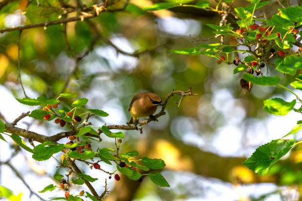 istock The cedar waxwing (Bombycilla cedrorum)in mulberry tree. 1166394602