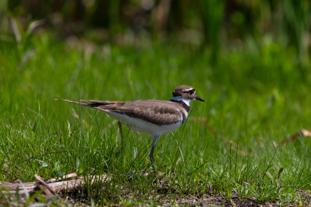 istock The killdeer (Charadrius vociferus) looking for food in a swamp. 1166394605