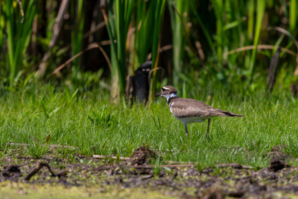 istock The killdeer (Charadrius vociferus) looking for food in a swamp. 1166394606