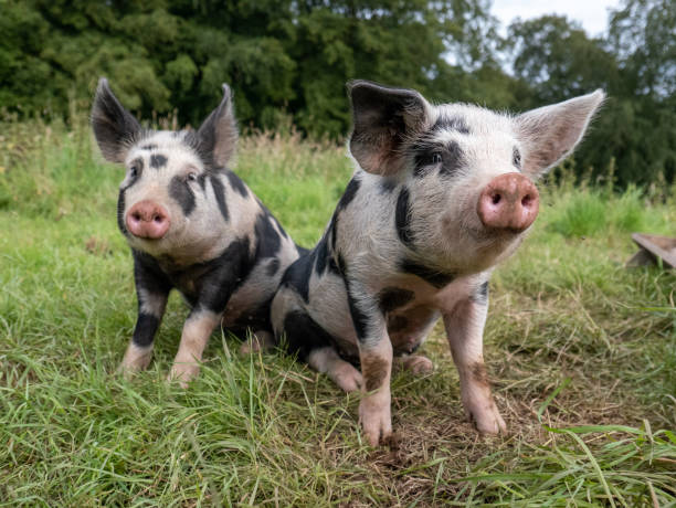 Two piglet sisters sitting together in their field