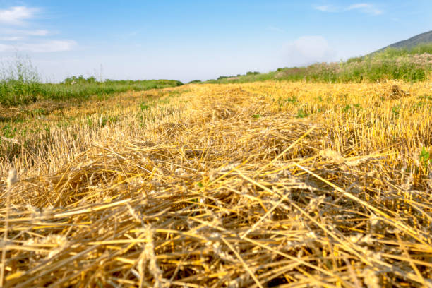 istock Golden wheat field in the summer 1166397740