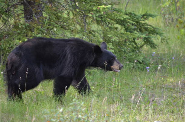 istock Black bear hunting for berries 1166397755
