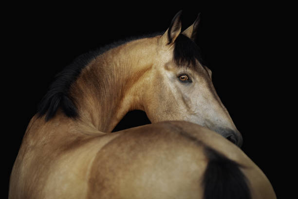 verticale d'un cheval crème-coloré sur un fond noir - tête dun animal photos et images de collection