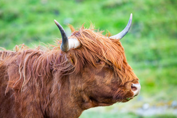 istock head of a highland cattle in Scotland 1166399807