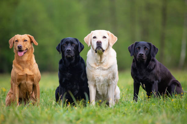 istock Four Labrador Retriever dogs on a meadow 1166400036