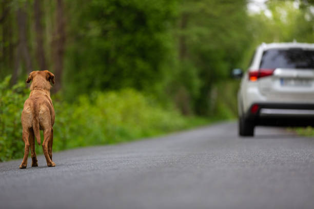 istock Abandoned dog on the street 1166400190