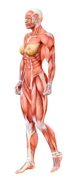 istock 3D illustration female figure with muscle maps on white 1166400451