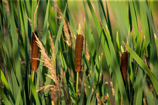 istock Broad-leaved cattail (Typha latifolia) is native flower in north America. 1166402784