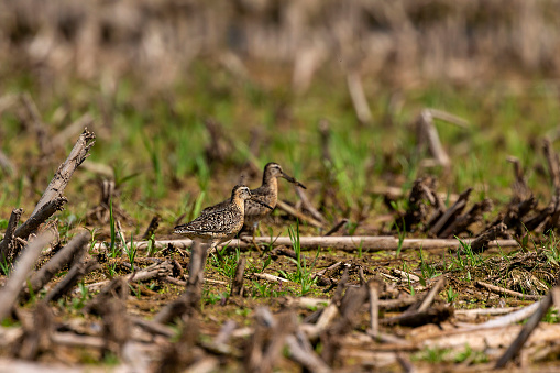 Adult birds in summer