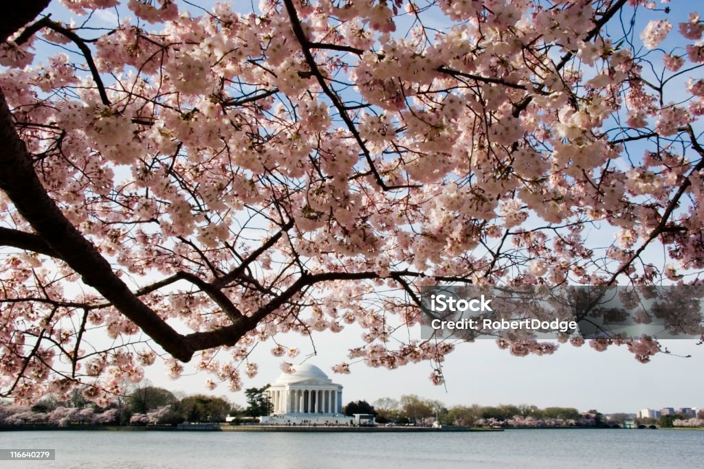 Cerezos en flor y el monumento Jefferson Memorial - Foto de stock de Flor de cerezo libre de derechos