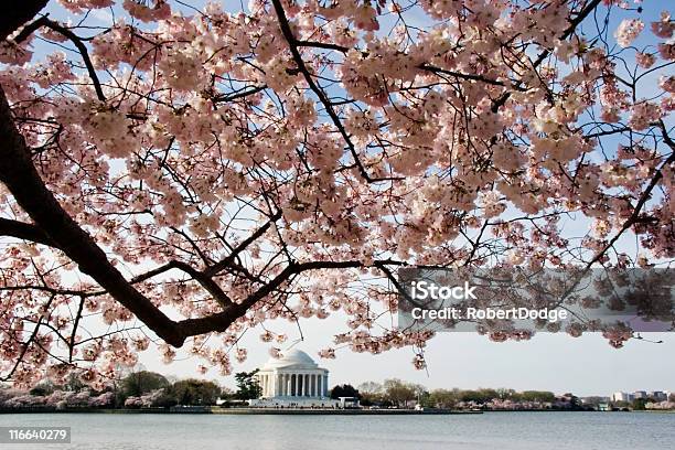 Cerezos En Flor Y El Monumento Jefferson Memorial Foto de stock y más banco de imágenes de Flor de cerezo - Flor de cerezo, Washington DC, Aire libre