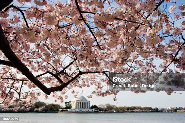 Cherry Blossoms И Мемориал Джефферсона — стоковые фотографии и другие картинки Вашингтон округ Колумбия - Вашингтон округ Колумбия, Цветок вишни, Sakura Matsuri