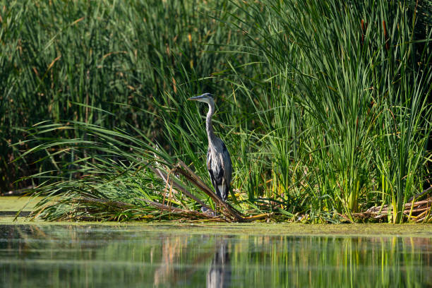 istock The great blue heron (Ardea herodias) standing on the river bank. 1166402791