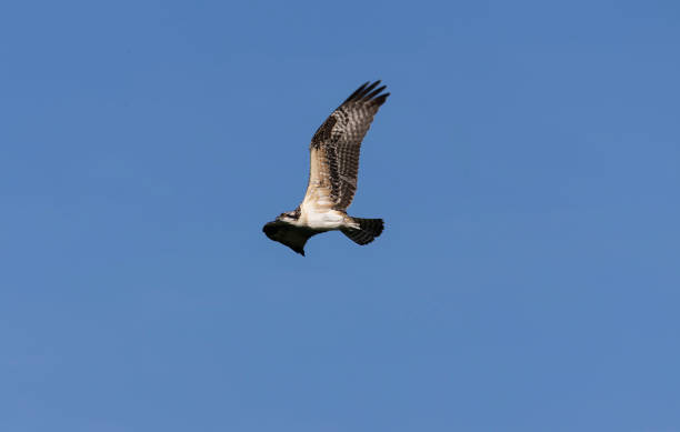 istock First fly. The young osprey for the first time left the nest and flew above  landscape. 1166402792