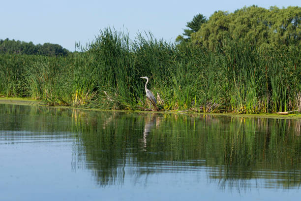 istock The great blue heron (Ardea herodias) standing on the river bank. 1166402804