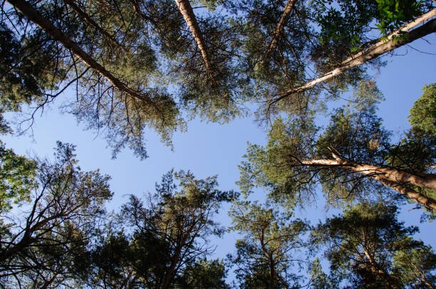 istock Bottom view of tall centuries-old pine trees in the forest against a clear sky on a summer 1166403045