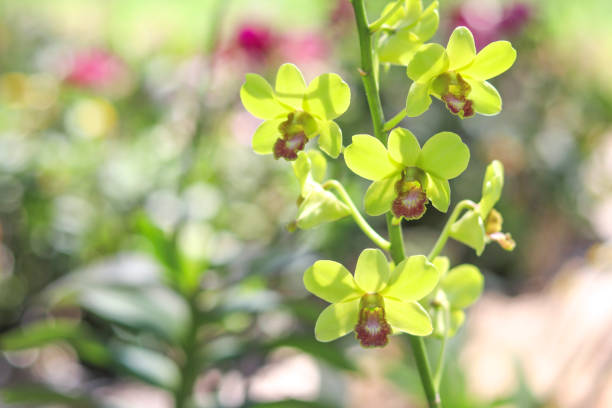 Beautiful pink Orchid flowers close-up. Green background, space for copy.