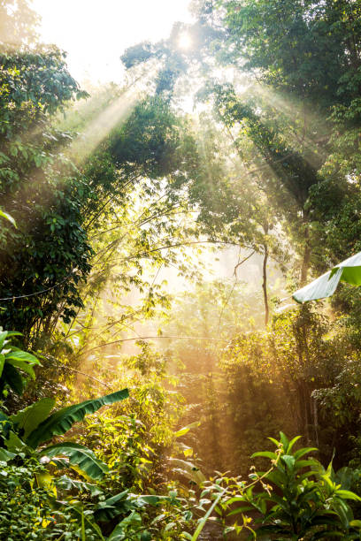 istock Sun ray view by the jungle bushes for text adding background 1166405198