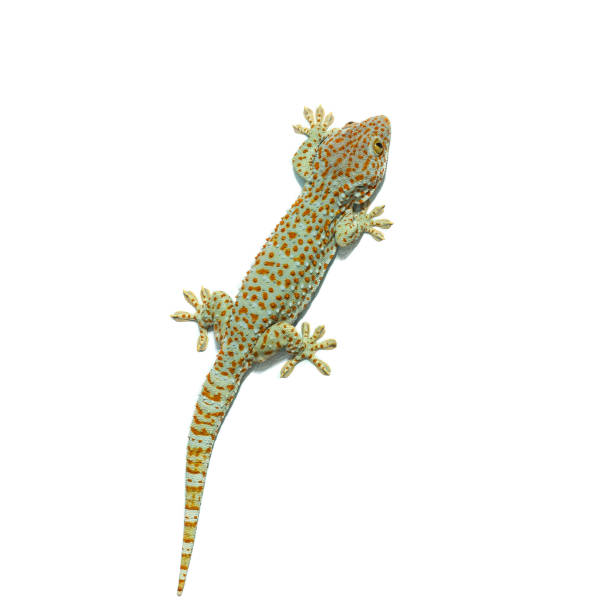 istock Gecko climbing on the wall and isolated on white 1166405506