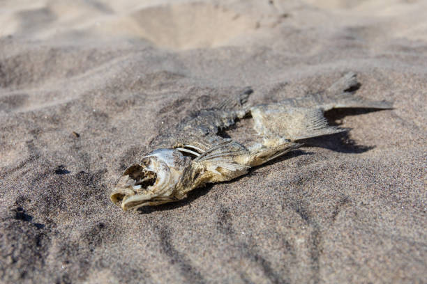 istock decaying fish remains in the sand 1166406053