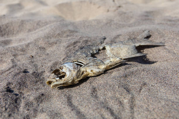 decaying fish remains in the sand decaying fish remains in the sand fish dead dead body dead animal stock pictures, royalty-free photos & images