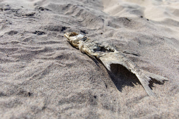 decaying fish remains in the sand decaying fish remains in the sand fish dead dead body dead animal stock pictures, royalty-free photos & images