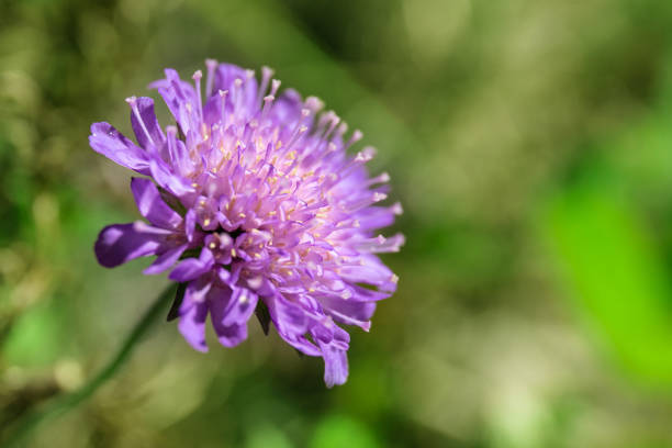 istock small bright purple flower on a green background, macro 1166406057