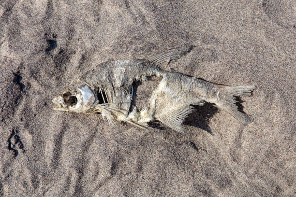 decaying fish remains in the sand decaying fish remains in the sand fish dead dead body dead animal stock pictures, royalty-free photos & images