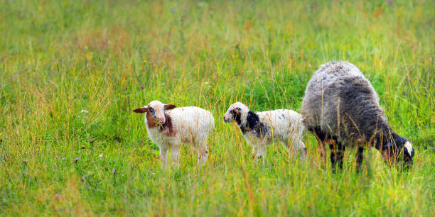 istock Sheep and little lambs graze in a green meadow under rain, panoramic view 1166406610