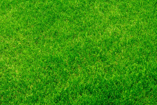 istock texture background of green lawn grass 1166406774