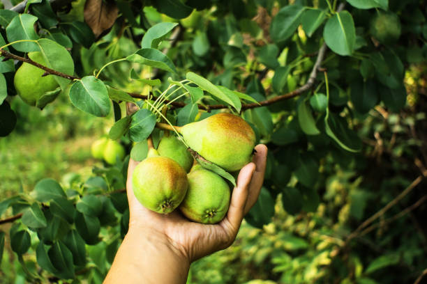 istock ripe pears on the tree fruit harvest 1166406954