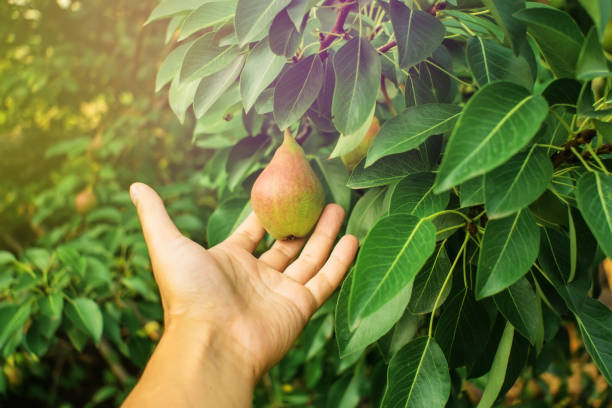 istock ripe pears on the tree fruit harvest 1166407041