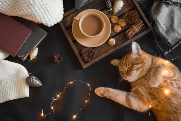 istock Ginger cat and Christmas decor 1166407141