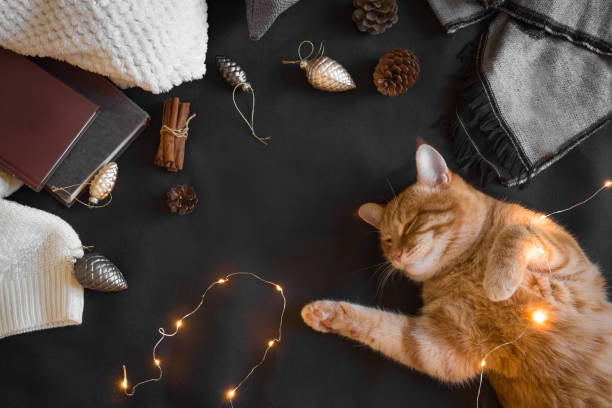 Ginger cat and Christmas decor