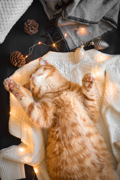 istock Ginger cat and Christmas decor 1166407282
