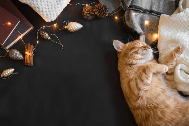 istock Ginger cat and Christmas decor 1166407289