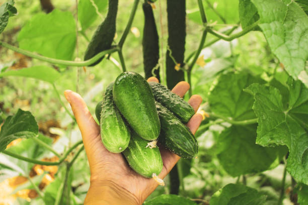 istock harvesting cucumbers agriculture ripe in hand 1166408511