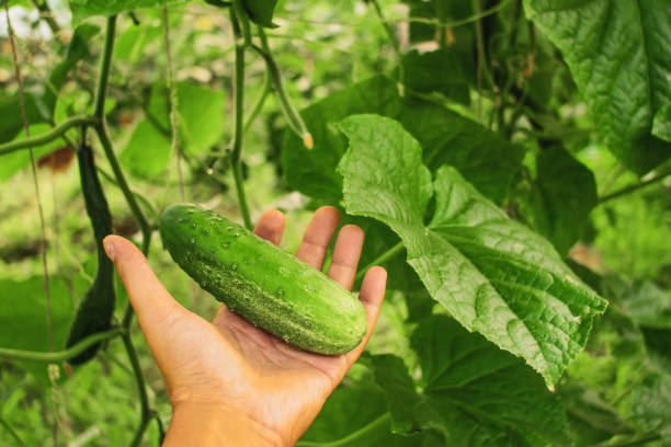 istock harvesting cucumbers agriculture ripe in hand 1166408523