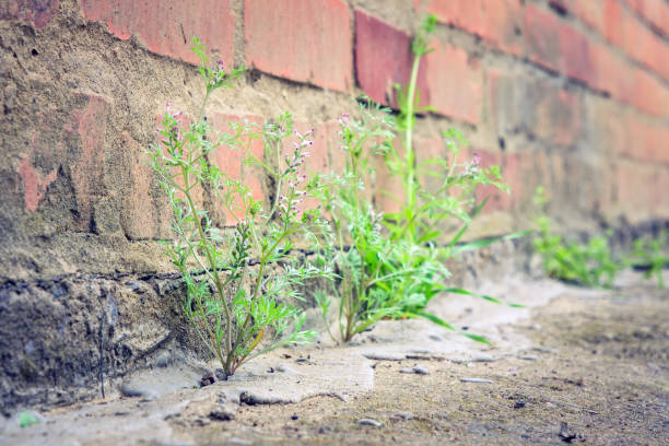 istock plant grows from concrete breaks through the asphalt 1166408926