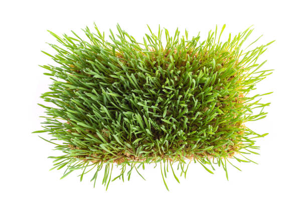 istock Young green Wheatgrass studio shot isolated on white 1166409038