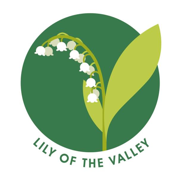 ilustrações, clipart, desenhos animados e ícones de lírio do vale - lily of the valley