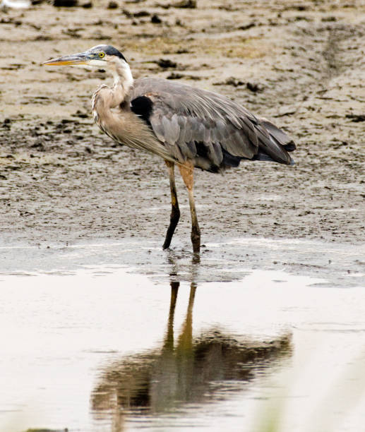 istock Great blue heron wading in swamp 1166409205
